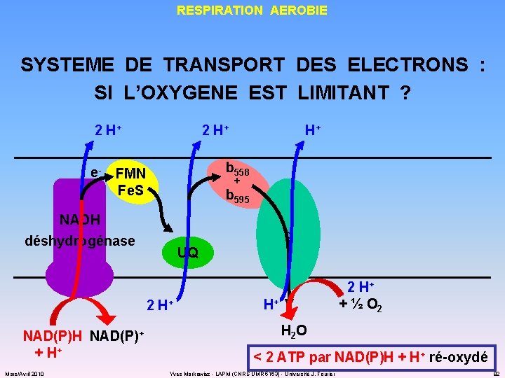 RESPIRATION AEROBIE SYSTEME DE TRANSPORT DES ELECTRONS : SI L’OXYGENE EST LIMITANT ? 2