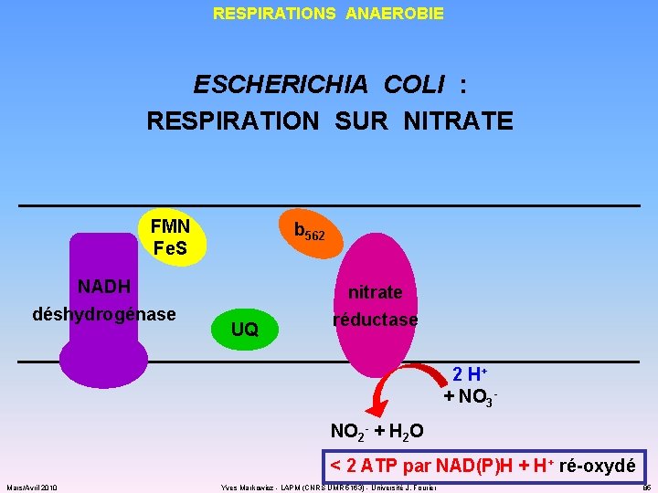 RESPIRATIONS ANAEROBIE ESCHERICHIA COLI : RESPIRATION SUR NITRATE FMN Fe. S NADH déshydrogénase b