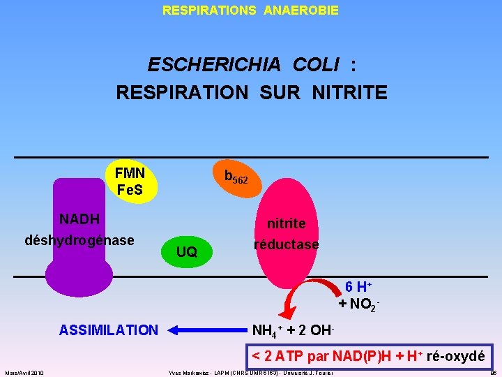 RESPIRATIONS ANAEROBIE ESCHERICHIA COLI : RESPIRATION SUR NITRITE FMN Fe. S NADH déshydrogénase b