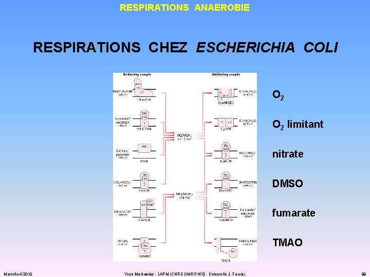 RESPIRATIONS ANAEROBIE RESPIRATIONS CHEZ ESCHERICHIA COLI O 2 limitant nitrate DMSO fumarate TMAO Mars/Avril