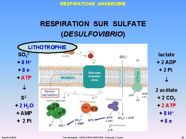 RESPIRATIONS ANAEROBIE RESPIRATION SUR SULFATE (DESULFOVIBRIO) LITHOTROPHIE SO 42+ 8 H+ lactate + 2