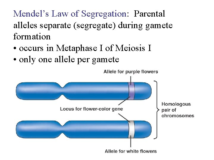 Mendel’s Law of Segregation: Parental alleles separate (segregate) during gamete formation • occurs in