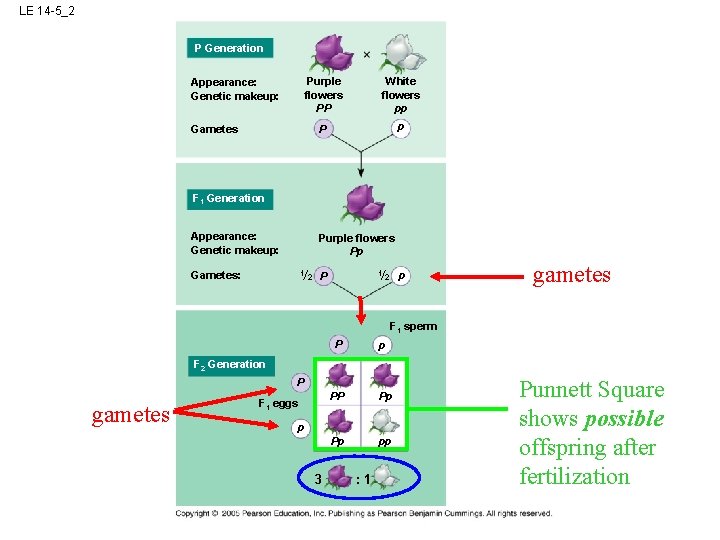 LE 14 -5_2 P Generation Appearance: Genetic makeup: Purple flowers PP White flowers pp