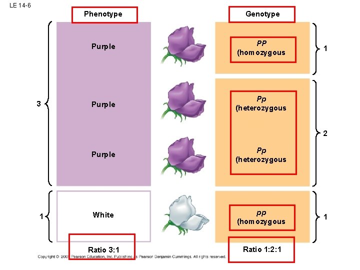 LE 14 -6 3 Phenotype Genotype Purple PP (homozygous Purple Pp (heterozygous 1 2