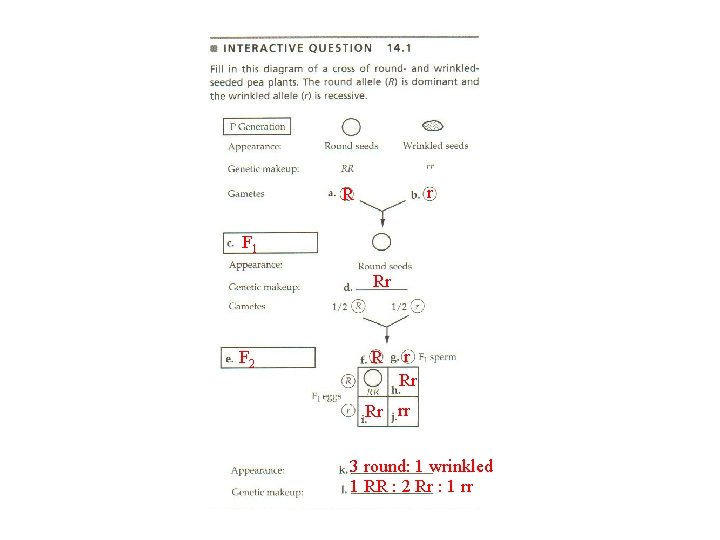 r R F 1 Rr F 2 R r Rr Rr rr 3 round: