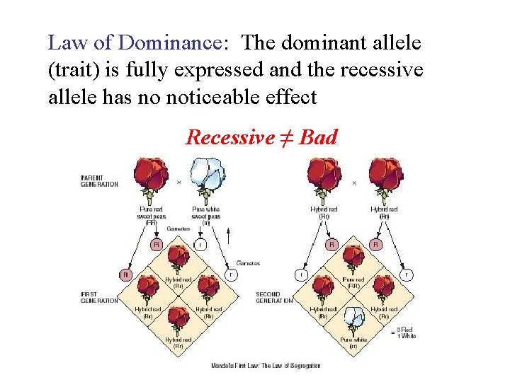 Law of Dominance: The dominant allele (trait) is fully expressed and the recessive allele