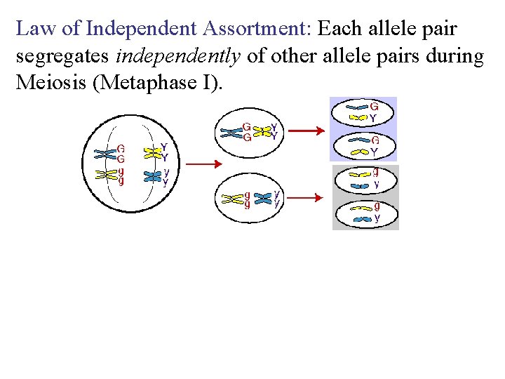 Law of Independent Assortment: Each allele pair segregates independently of other allele pairs during