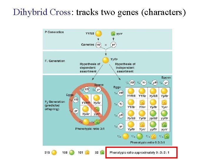 Dihybrid Cross: tracks two genes (characters) 