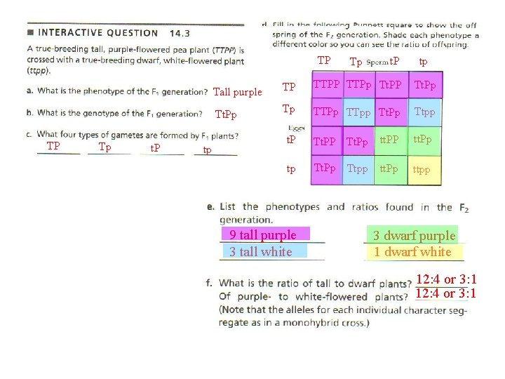 TP TP Tp t. P tp Tall purple TP TTPp Tt. PP Tt. Pp