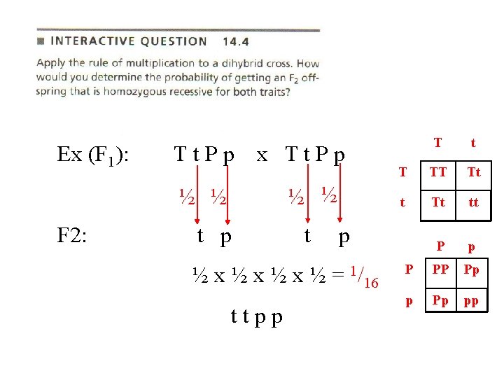 Ex (F 1): Tt. Pp x Tt. Pp ½ ½ F 2: t p