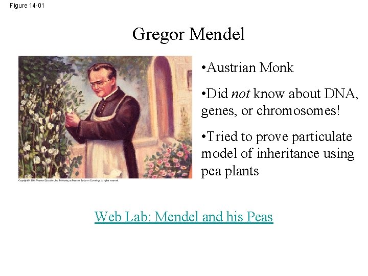 Figure 14 -01 Gregor Mendel • Austrian Monk • Did not know about DNA,