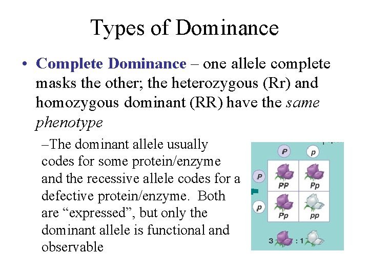 Types of Dominance • Complete Dominance – one allele complete masks the other; the