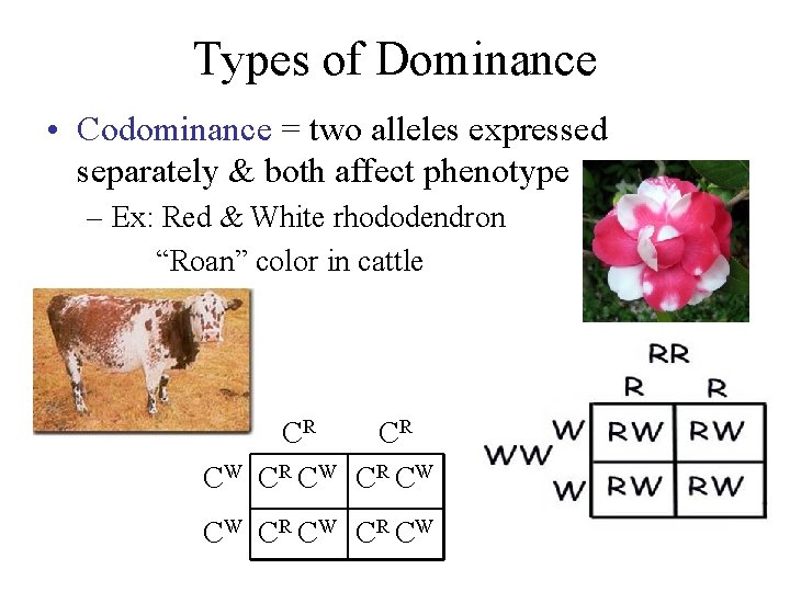 Types of Dominance • Codominance = two alleles expressed separately & both affect phenotype