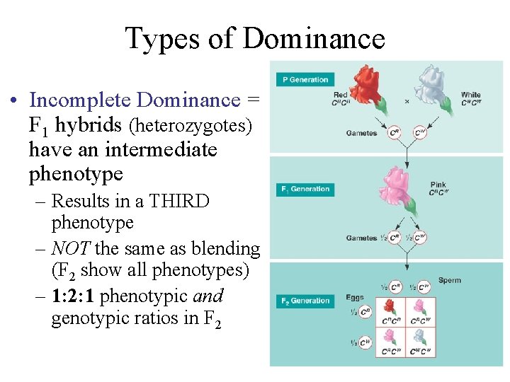Types of Dominance • Incomplete Dominance = F 1 hybrids (heterozygotes) have an intermediate