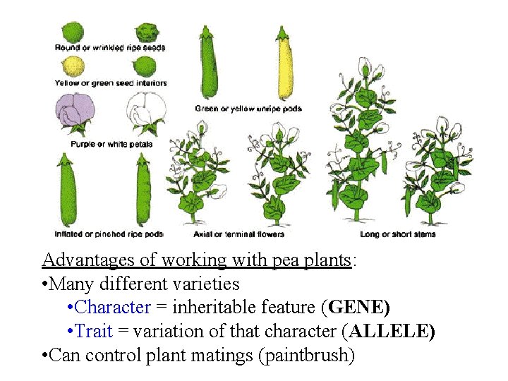 Advantages of working with pea plants: • Many different varieties • Character = inheritable