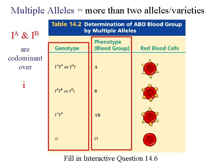 Multiple Alleles = more than two alleles/varieties IA & I B are codominant over