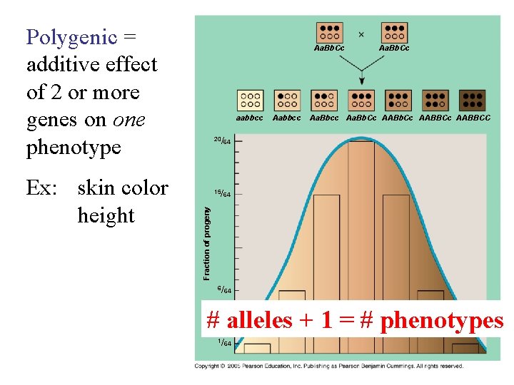 Polygenic = additive effect of 2 or more genes on one phenotype aabbcc Aa.