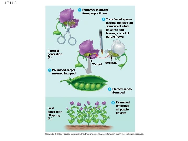 LE 14 -2 Removed stamens from purple flower Transferred spermbearing pollen from stamens of