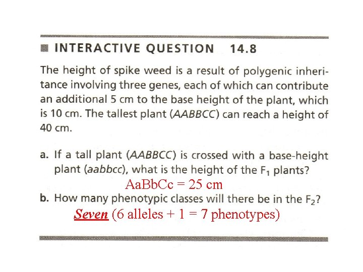 Aa. Bb. Cc = 25 cm Seven (6 alleles + 1 = 7 phenotypes)