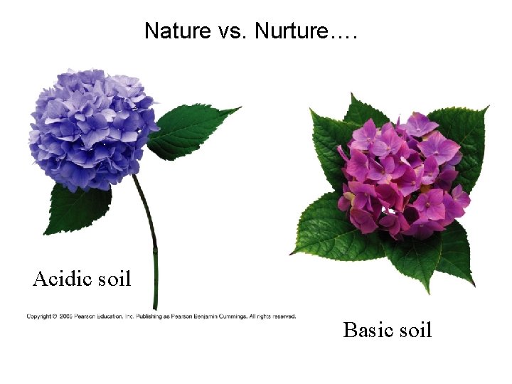 Nature vs. Nurture…. Acidic soil Basic soil 