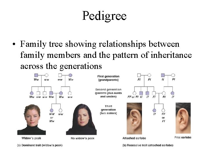Pedigree • Family tree showing relationships between family members and the pattern of inheritance