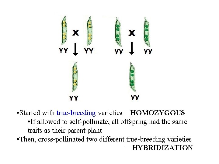  • Started with true-breeding varieties = HOMOZYGOUS • If allowed to self-pollinate, all