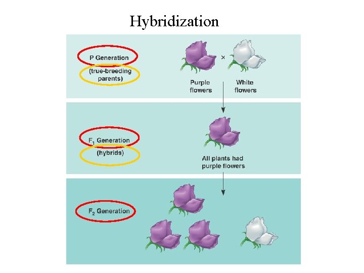 Hybridization 