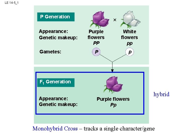 LE 14 -5_1 P Generation Appearance: Genetic makeup: Gametes: Purple flowers PP White flowers