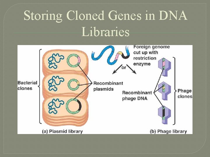 Storing Cloned Genes in DNA Libraries 