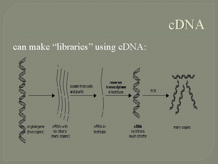 c. DNA can make “libraries” using c. DNA: 