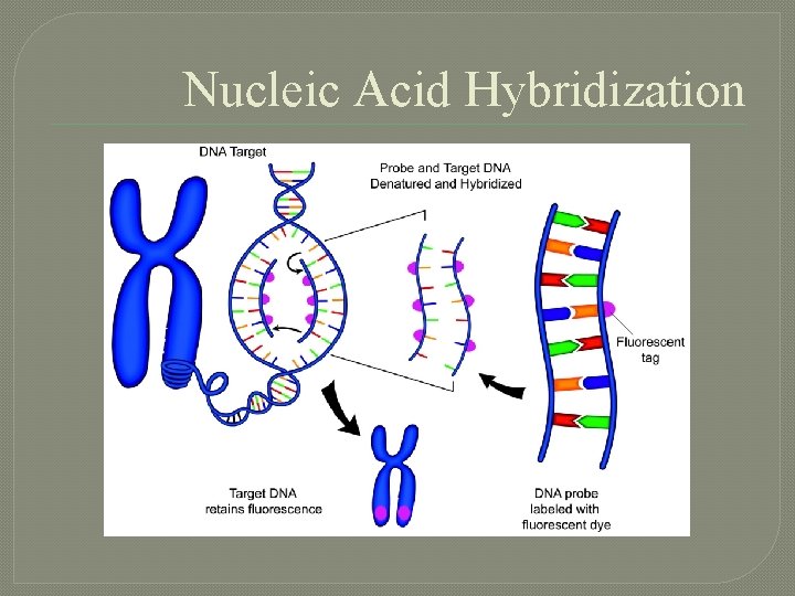 Nucleic Acid Hybridization 