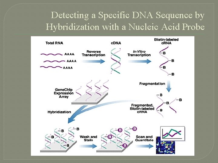 Detecting a Specific DNA Sequence by Hybridization with a Nucleic Acid Probe 