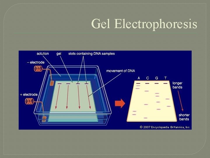 Gel Electrophoresis 