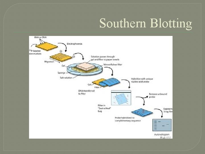 Southern Blotting 