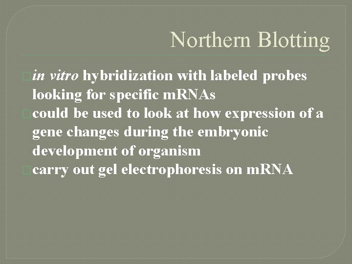 Northern Blotting �in vitro hybridization with labeled probes looking for specific m. RNAs �could
