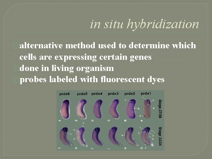 in situ hybridization �alternative method used to determine which cells are expressing certain genes