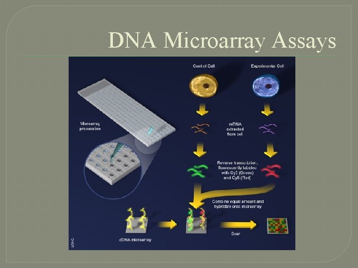 DNA Microarray Assays 