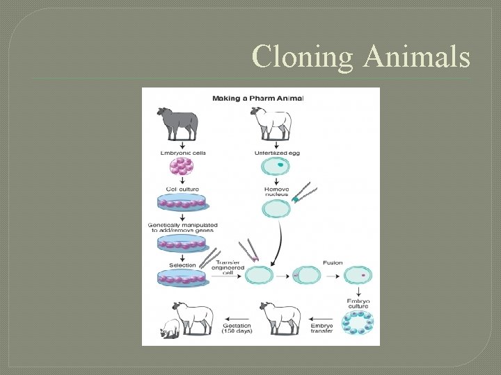 BIOTECHNOLOGY Campbell and Reece Chapter 20 DNA Technology