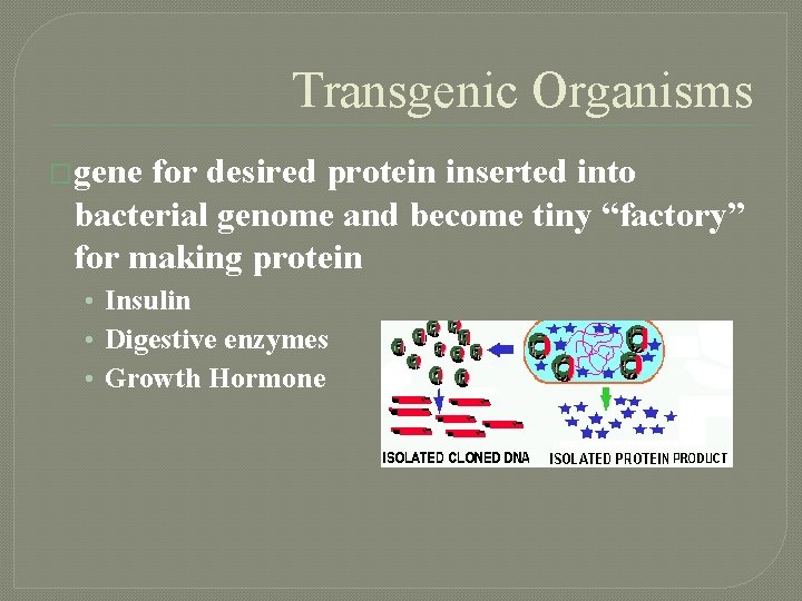 Transgenic Organisms �gene for desired protein inserted into bacterial genome and become tiny “factory”