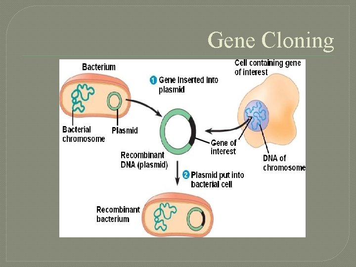 Gene Cloning 