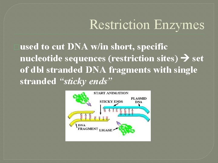 Restriction Enzymes �used to cut DNA w/in short, specific nucleotide sequences (restriction sites) set