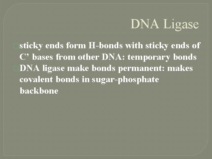 DNA Ligase �sticky ends form H-bonds with sticky ends of C’ bases from other