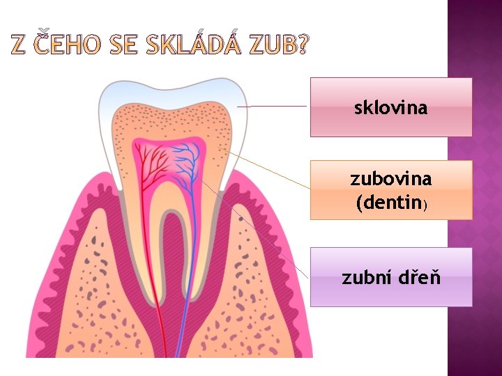 Z ČEHO SE SKLÁDÁ ZUB? sklovina zubovina (dentin) zubní dřeň 