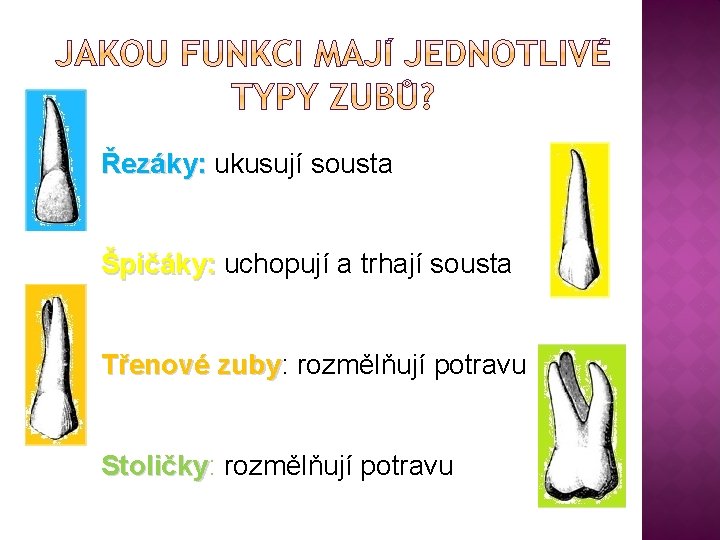 Řezáky: ukusují sousta Špičáky: uchopují a trhají sousta Třenové zuby: zuby rozmělňují potravu Stoličky: Řezáky: ukusují sousta Špičáky: uchopují a trhají sousta Třenové zuby: zuby rozmělňují potravu Stoličky: