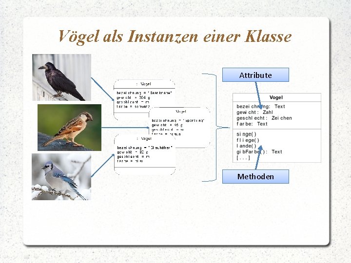 Vögel als Instanzen einer Klasse Attribute Methoden 