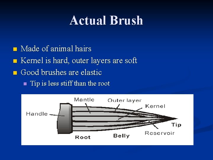 Actual Brush n n n Made of animal hairs Kernel is hard, outer layers