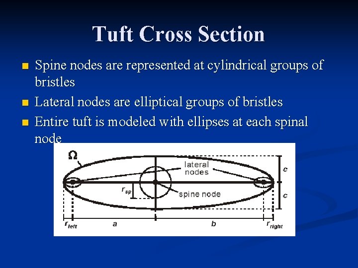 Tuft Cross Section n Spine nodes are represented at cylindrical groups of bristles Lateral