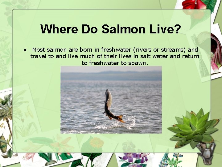 Where Do Salmon Live? • Most salmon are born in freshwater (rivers or streams)