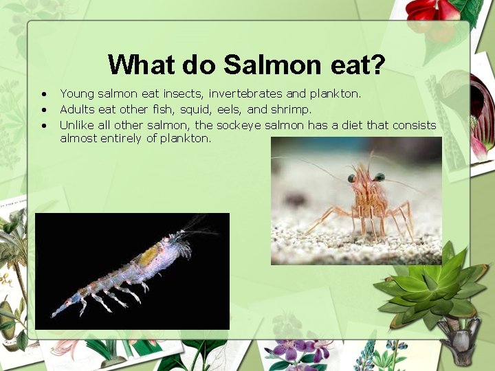 Salmon Lifecycle By Cassidy Karter Where Do Salmon