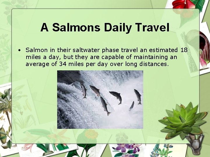 A Salmons Daily Travel • Salmon in their saltwater phase travel an estimated 18